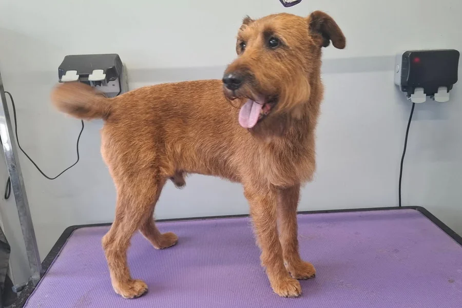 hand-stripping-service-card Basil the Irish Terrier after hand stripping at Victorious Grooming