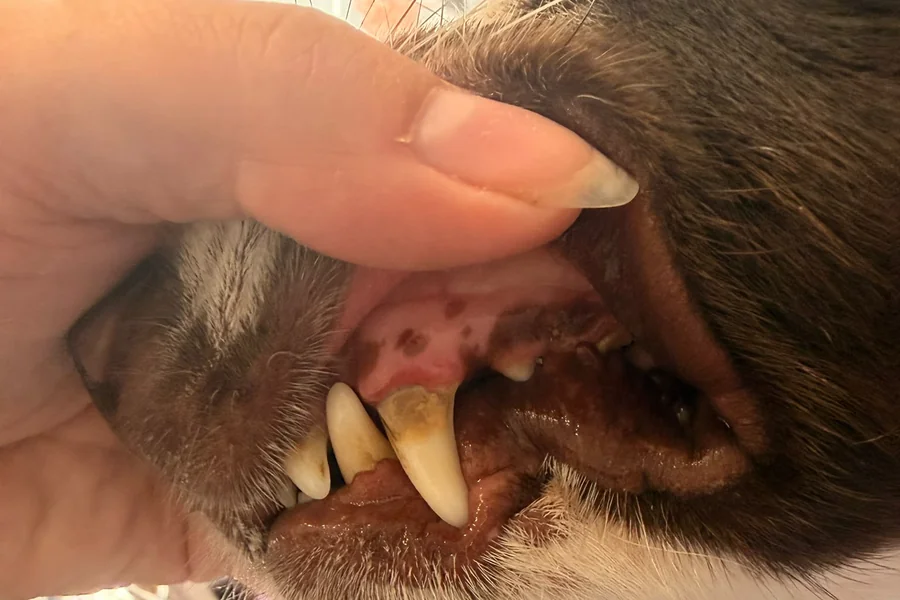 teeth-cleaning-service-card Rubble the Springer Spaniel receiving a teeth cleaning treatment at Victorious Grooming