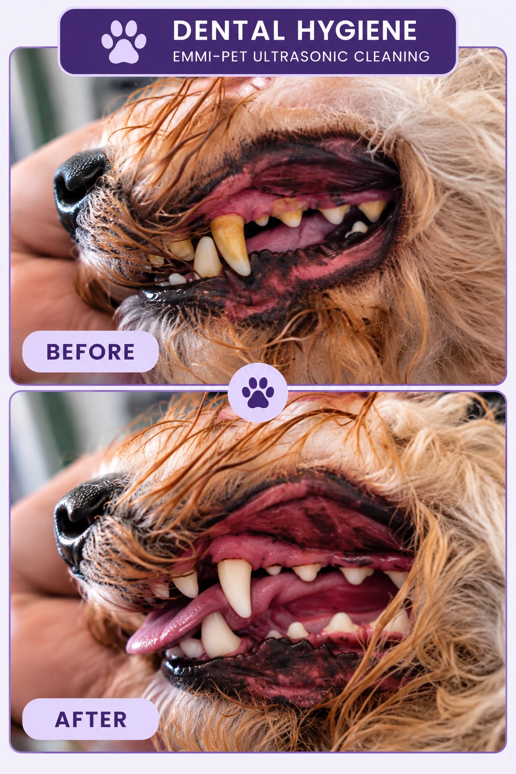 emmi-pet-dog-teeth-cleaning-before-after